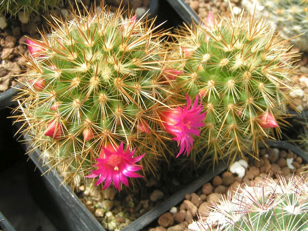 Mammillaria rekoi varaureispina